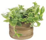 Botanic Villeurbanne - Promo Tradescantia mix + cache-pot Promo Tradescantia mix + cache-pot à 7,99 € dans le catalogue Botanic à Villeurbanne