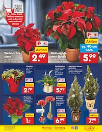 Zimmerpflanzen Angebot im aktuellen Netto Marken-Discount Prospekt auf Seite 7