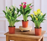Arum Calla - U Express Arum Calla à 5,99 € dans le catalogue U Express