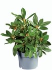 Rhododendron en promo chez Lidl Dunkerque à 5,99 €
