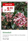 Schneeball bei ZG Raiffeisen im Heidelberg Prospekt für 9,99 €