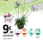 Agapanthe - E.Leclerc Agapanthe à 9,90 € dans le catalogue E.Leclerc