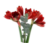 Schmetterlingsorchidee 2-Trieber Angebote bei EDEKA Flensburg für 7,99 €