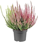 Besenheide im Angebot bei REWE in Rodgau Besenheide Angebote bei REWE Rodgau für 1,59 €