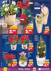 Ähnliche Angebote wie Blumenzwiebeln im Prospekt "Aktuelle Angebote" auf Seite 6 von Netto Marken-Discount in Pirna