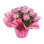 Chrysanthemen in Geschenkverpackung im Lidl Prospekt Chrysanthemen in Geschenkverpackung von im aktuellen Lidl Prospekt fĂŒr 5,99 âŹ