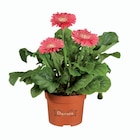 Gerbera - Lidl à Amiens Gerbera en promo chez Lidl Amiens à 2,23 €
