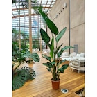 L'oiseau du paradis blanc en promo chez Carrefour Saint-Étienne à 49,99 €