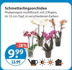 Schmetterlingsorchidee bei V-Markt im Prospekt "" für 9,99 €