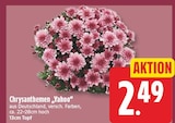 Chrysanthemen „Yahoo“ für 2,49 € bei EDEKA im Angebot Chrysanthemen „Yahoo“ im aktuellen EDEKA Prospekt