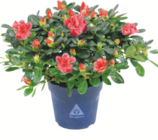 Zimmerazalee bei toom Baumarkt im Minderleinsmühle Prospekt für 9,99 €