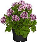 Edelgeranie bei Hagebaumarkt im Castrop-Rauxel Prospekt für 4,99 €