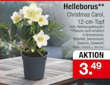 Zimmermann Hochheim - Helleborus Christmas Carol Angebot im Prospekt Helleborus Christmas Carol bei Zimmermann im Hochheim Prospekt für 3,49 €