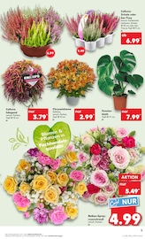 Aktueller Kaufland Prospekt mit Blumen, "Aktuelle Angebote", Seite 5