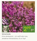 Winterheide im aktuellen Pflanzen Kölle Prospekt