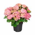 Hortensie Angebote bei Hagebaumarkt Aalen für 12,99 €