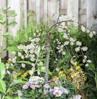 Hängekätzchen-Weide bei Garten-Center Nordharz GmbH & Co. KG im Prospekt "" für 9,99 €