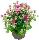 Bauernchrysantheme  im aktuellen Penny Prospekt für 1,89 €