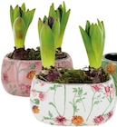 Hyazinthen in Keramik 'Early Springtime' Angebote bei REWE Fürth für 6,99 €