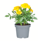 toom Baumarkt Täferrot - Sommerblumen Angebot im Prospekt Sommerblumen bei toom Baumarkt im Täferrot Prospekt für 0,89 €
