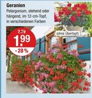 Geranien Angebote bei V-Markt Regensburg für 1,99 €