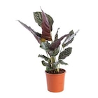Botanic Démouville - Promo Calathéa varié. Le pot diamètre 19 cm Promo Calathéa varié. Le pot diamètre 19 cm à 15,99 € dans le catalogue Botanic à Démouville