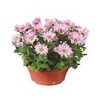 Aktuelle Blumen Angebote bei Lidl in Karlsruhe Aktuelles Chrysanthemenschale Angebot bei Lidl in Karlsruhe ab 3,49 €