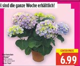 Hortensien Hype Angebote bei E center Falkensee für 6,99 €