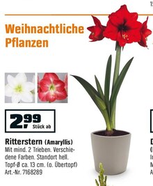 Ritterstern (Amaryllis) bei OBI in Aachen Ritterstern (Amaryllis) im Angebot bei OBI Aachen für 2,99 €