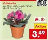 Catharanthus Angebote bei Netto Marken-Discount Remscheid für 3,49 €