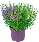 Penny Hattersheim - Engelsgesicht Angebot im Prospekt Engelsgesicht bei Penny im Hattersheim Prospekt für 3,99 €