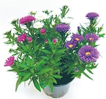 Netto mit dem Scottie Cambs - Astern Trio Angebot im Prospekt Astern Trio bei Netto mit dem Scottie im Cambs Prospekt für 1,99 €