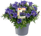 Enzian im Angebot bei REWE in Pirna Enzian Angebote von REWE Beste Wahl bei REWE Pirna für 3,49 €