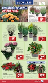 Chrysantheme im ALDI Nord Prospekt in Leipzig Aktueller ALDI Nord Prospekt mit Chrysantheme, "Aktuelle Angebote", Seite 33