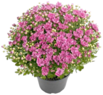 Thomas Philipps - Chrysanthemen Angebot im Prospekt Chrysanthemen bei Thomas Philipps im Prospekt "" für 3,99 €