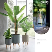 Pflanzen im Zurbrüggen Prospekt in Menden Aktueller Zurbrüggen Prospekt mit Pflanzen, "FRÜHLINGS-BOTEN FÜR DEIN ZUHAUSE", Seite 4