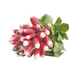 Aldi Port-la-Nouvelle - Promo Radis roses botte Promo Radis roses botte à 0,75 € dans le catalogue Aldi à Port-la-Nouvelle