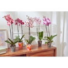 Orchidée Phalaenopsis - MDD en promo chez Carrefour Market Tourcoing à 8,99 €
