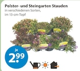 Polster- und Steingarten Stauden von  im aktuellen V-Markt Prospekt für 2,99 €
