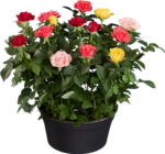 Rosier arlequin en promo chez Lidl Rosier arlequin dans le catalogue Lidl