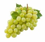 Italien Bio Tafeltrauben hell kernlos Millenium KL II im Angebot bei GLOBUS in Braunschweig Italien Bio Tafeltrauben hell kernlos Millenium KL II Angebote bei GLOBUS Braunschweig