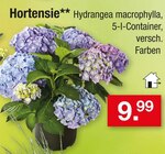 Hortensie im Angebot bei Zimmermann in Langenhagen Hortensie Angebote bei Zimmermann Langenhagen für 9,99 €