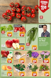 Pflanzen im REWE Prospekt in Hildesheim Aktueller REWE Prospekt mit Pflanzen, "Dein Markt", Seite 9