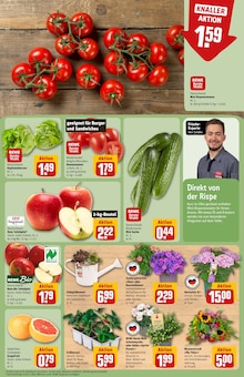 Pflanzen im aktuellen REWE Prospekt (Hildesheim) Pflanzen im REWE Prospekt "Dein Markt" mit 32 Seiten (Hildesheim)
