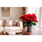 Poinsettia XXL - Carrefour à Nice Poinsettia XXL en promo chez Carrefour Nice à 10,99 €