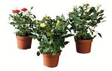 Rosier Prix Mini - Super U à Valence Rosier Prix Mini en promo chez Super U Valence à 2,99 €