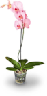 gefärbte Orchidee im Angebot bei Netto Marken-Discount in Ludwigshafen gefärbte Orchidee Angebote bei Netto Marken-Discount Ludwigshafen für 9,99 €