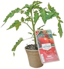 Collection de plants de légumes bio - Ferme de Sainte Marthe en promo chez Botanic Collection de plants de légumes bio - Ferme de Sainte Marthe dans le catalogue Botanic