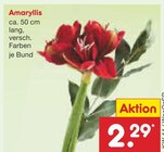 Amaryllis Angebote bei Netto Marken-Discount Singen für 2,29 €