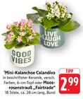 EDEKA - Mini-Kalanchoe Calandiva Angebot im Prospekt Mini-Kalanchoe Calandiva bei EDEKA im Prospekt "" für 2,99 €
